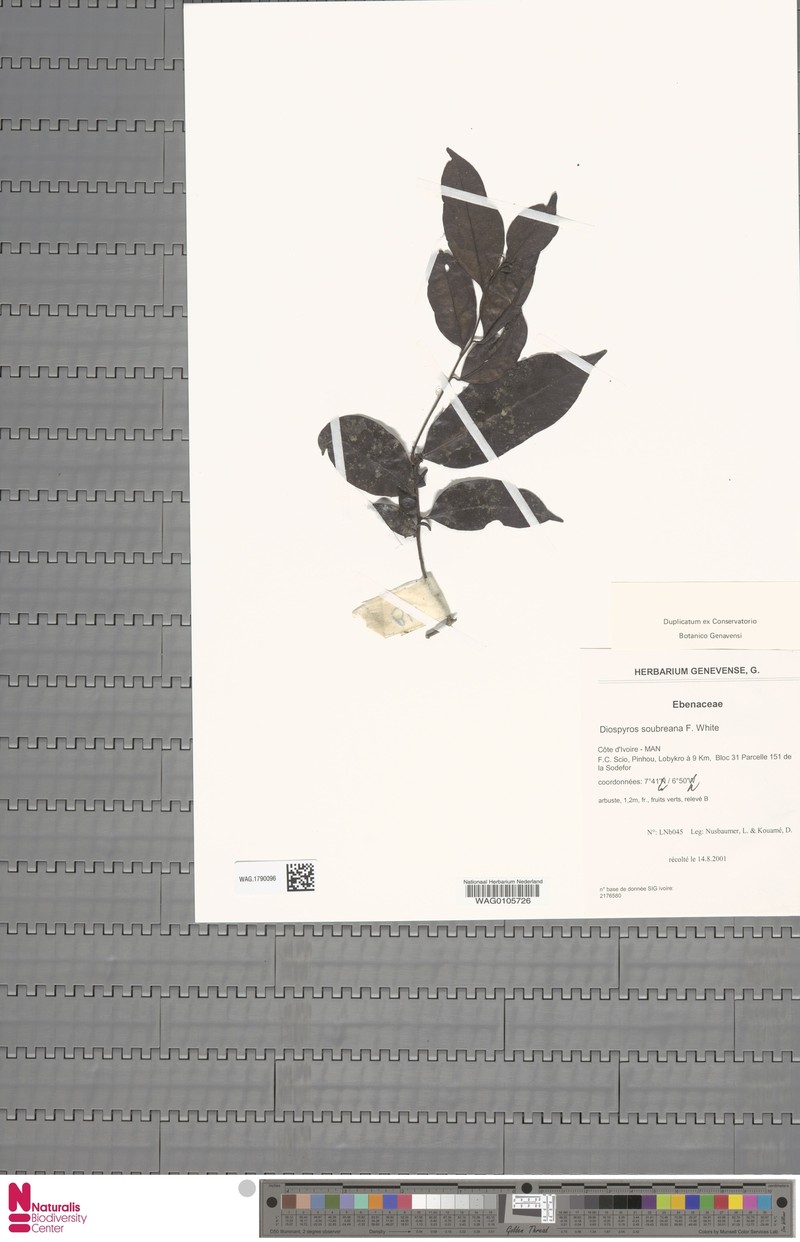 Diospyros soubreana photo 4