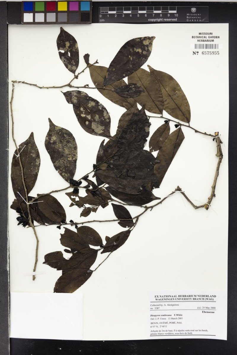 Diospyros soubreana photo 5