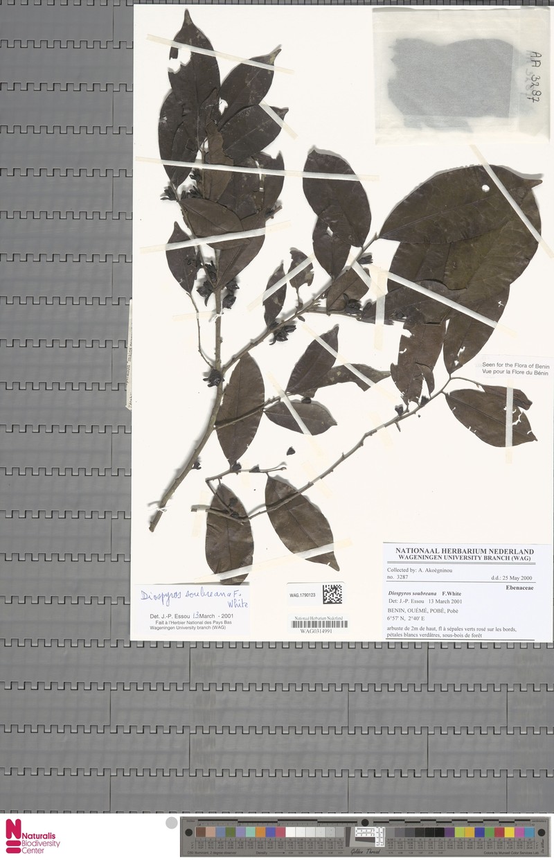Diospyros soubreana photo 6