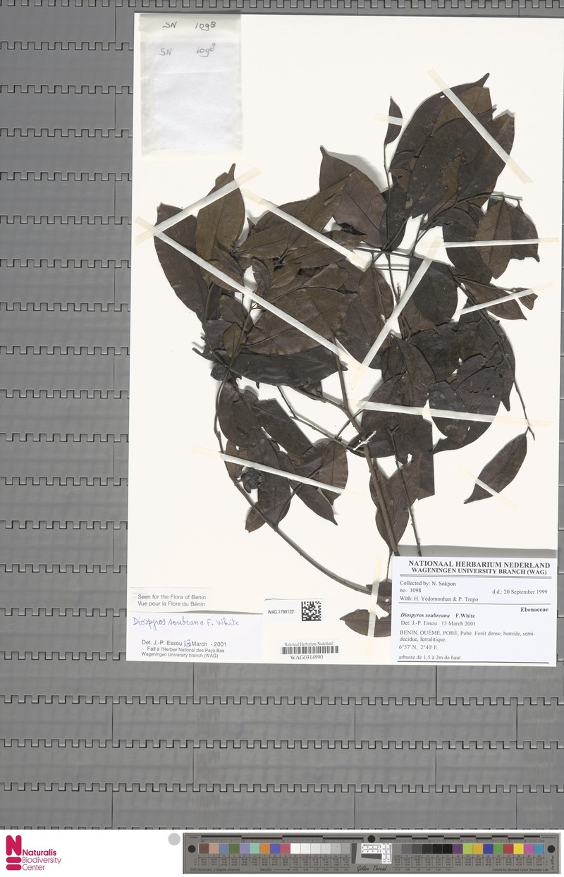 Diospyros soubreana photo 7