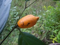 Diospyros soyauxii