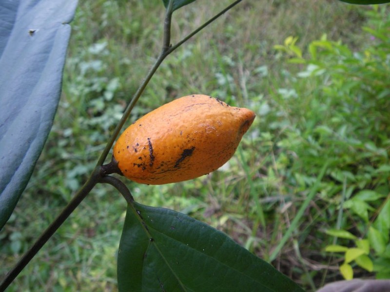 Diospyros soyauxii