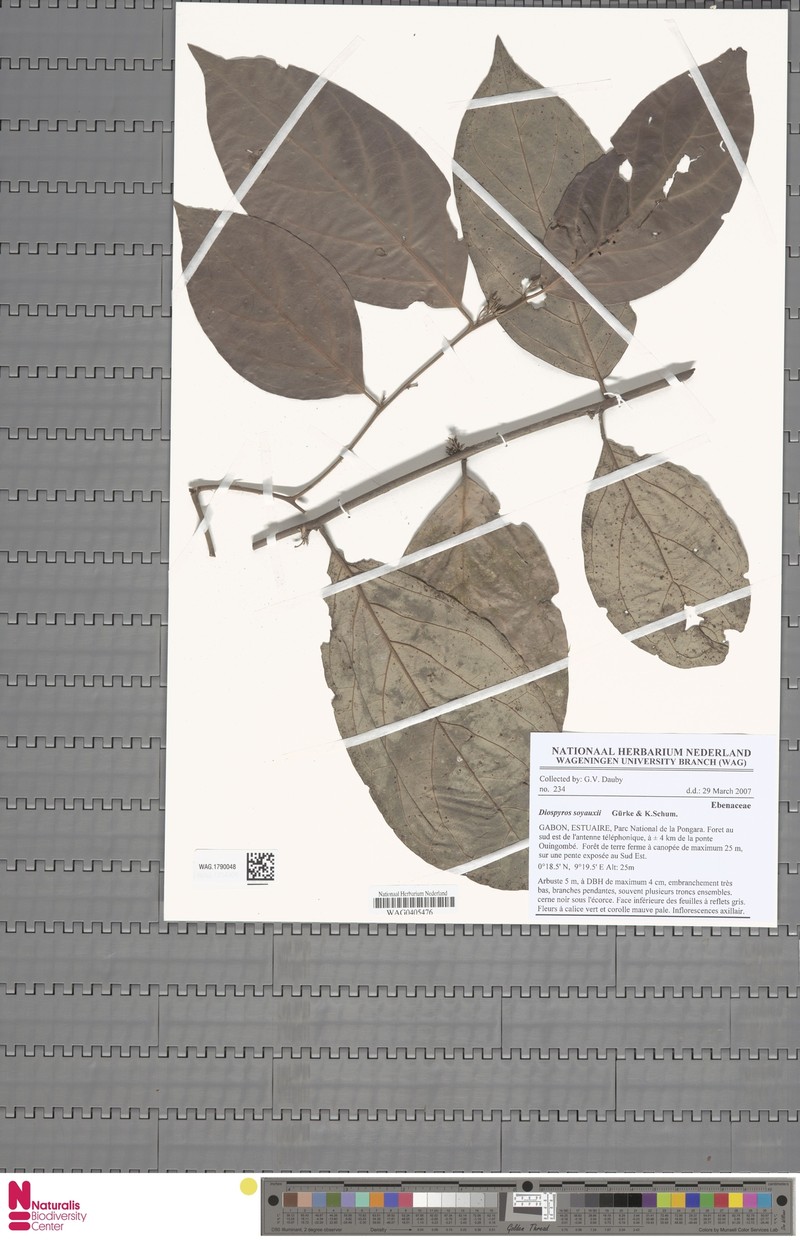 Diospyros soyauxii photo 2