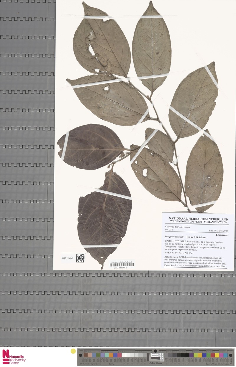 Diospyros soyauxii photo 3