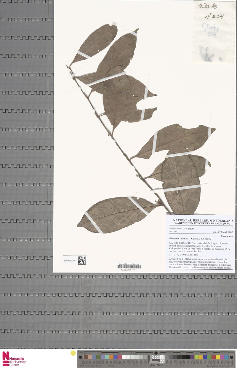 Diospyros soyauxii photo 4