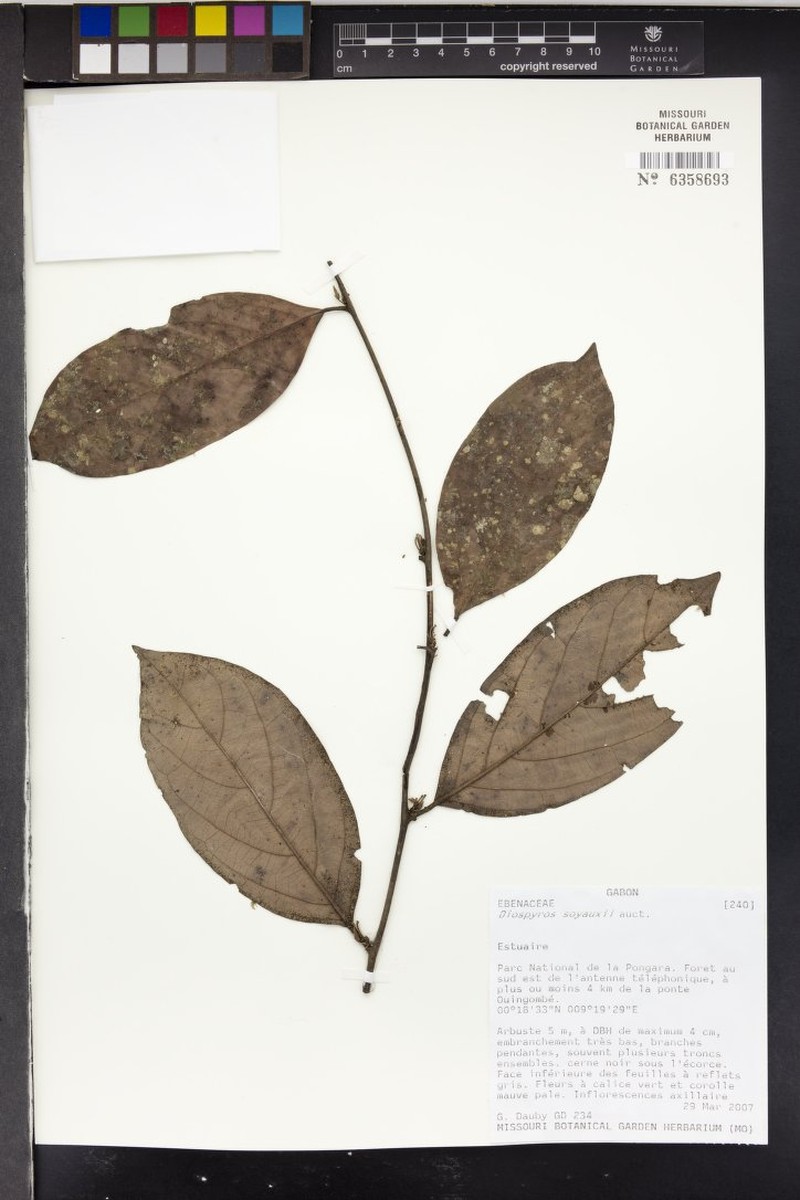 Diospyros soyauxii photo 5