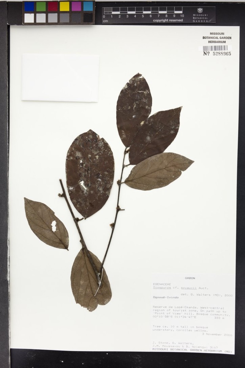 Diospyros soyauxii photo 7