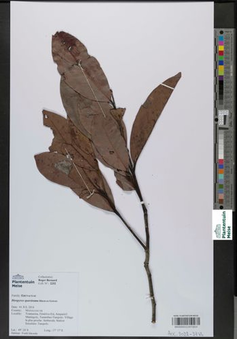 Diospyros sparsirama