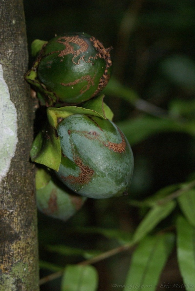Diospyros sphaerosepala