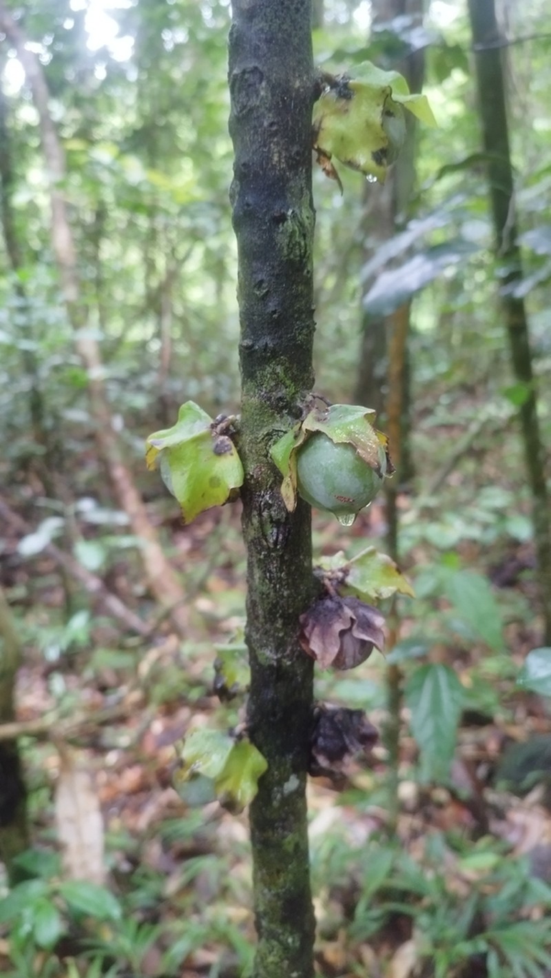 Diospyros sphaerosepala photo 2