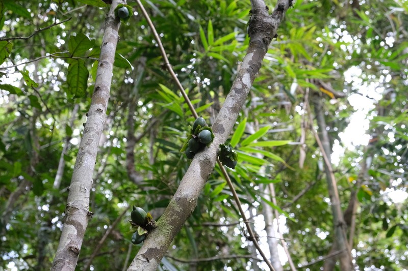 Diospyros sphaerosepala photo 3