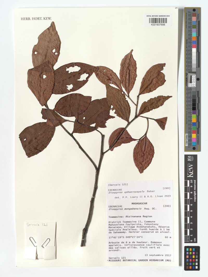 Diospyros sphaerosepala photo 4