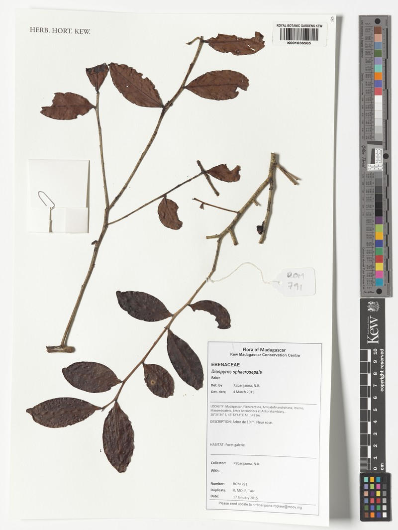 Diospyros sphaerosepala photo 5