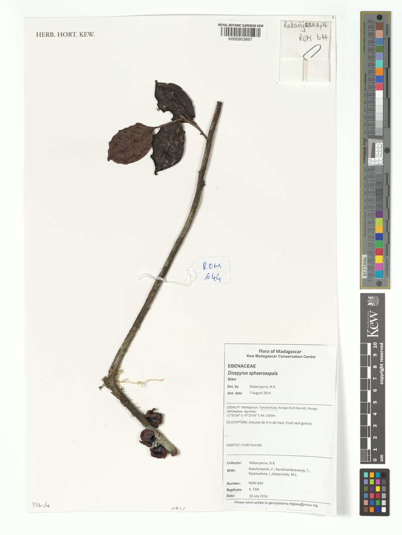 Diospyros sphaerosepala photo 6