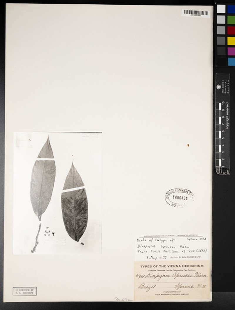 Diospyros sprucei