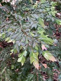 Diospyros squamifolia