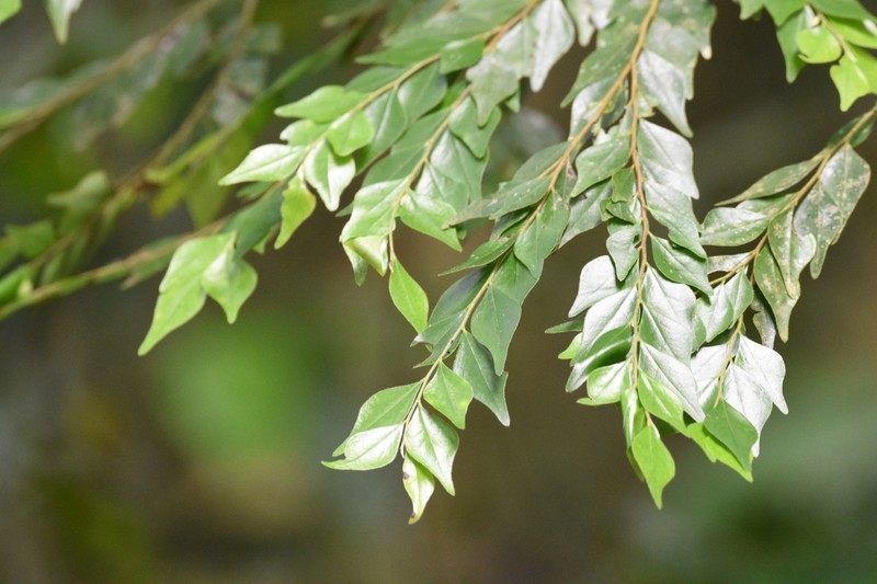 Diospyros squamifolia photo 2