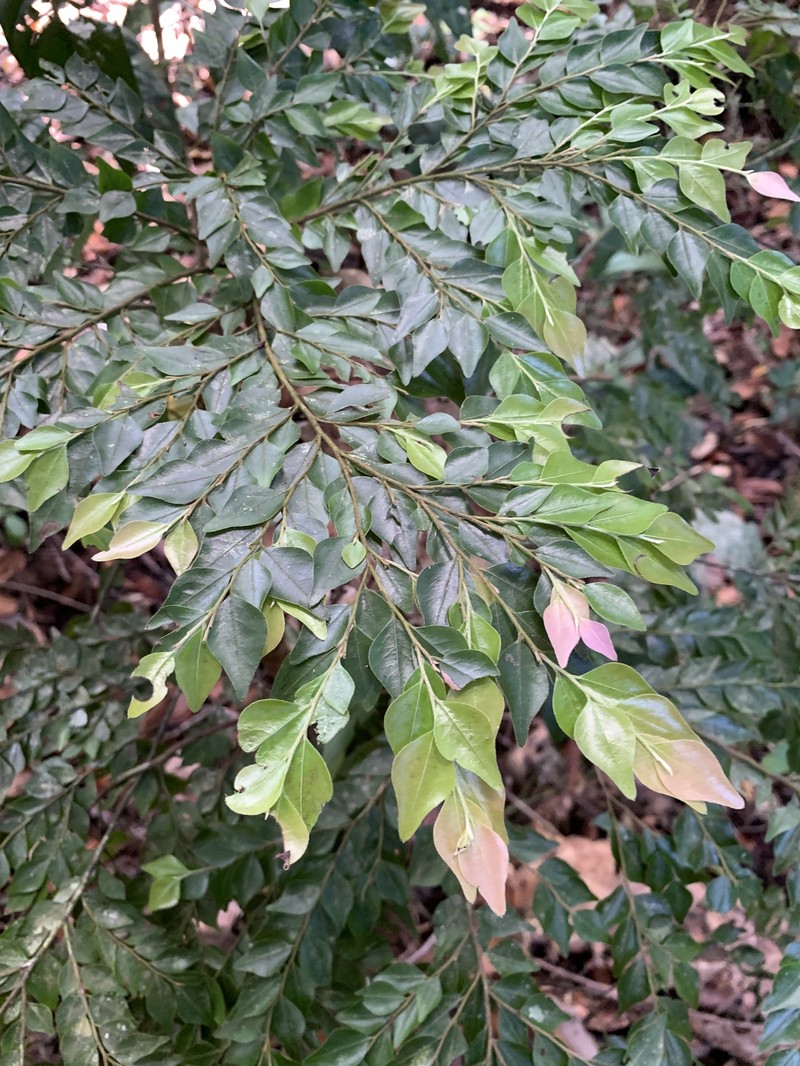 Diospyros squamifolia photo 3