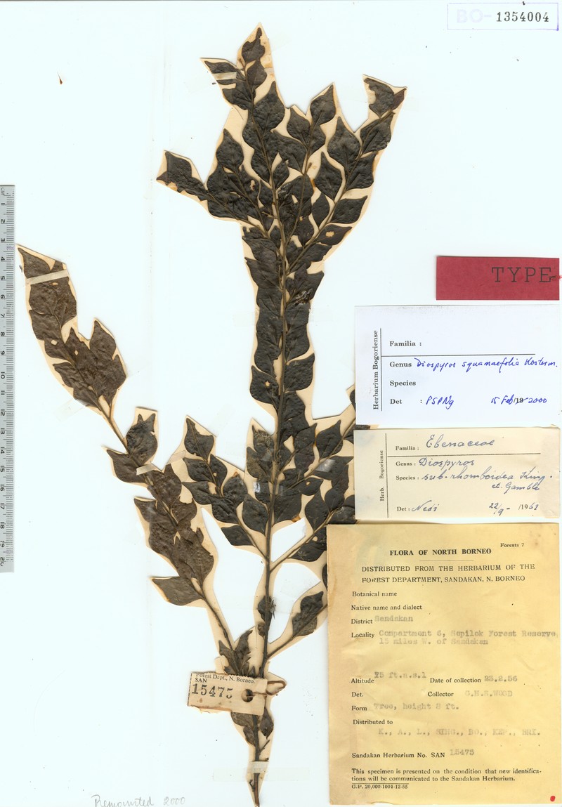 Diospyros squamifolia photo 4