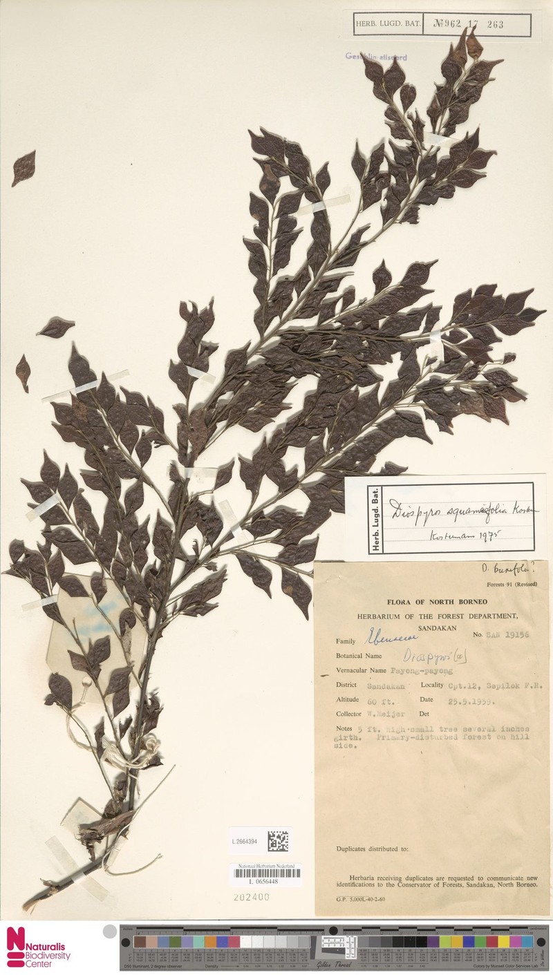 Diospyros squamifolia photo 5