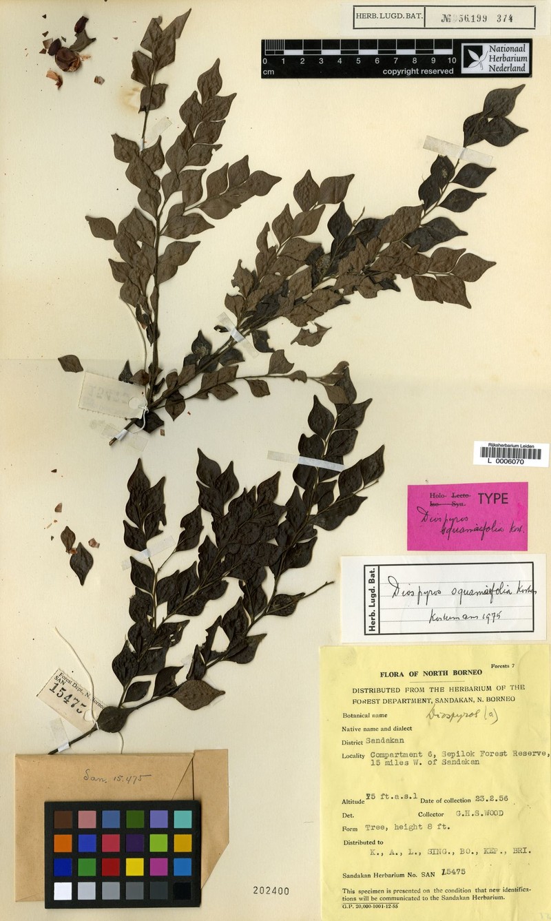 Diospyros squamifolia photo 6