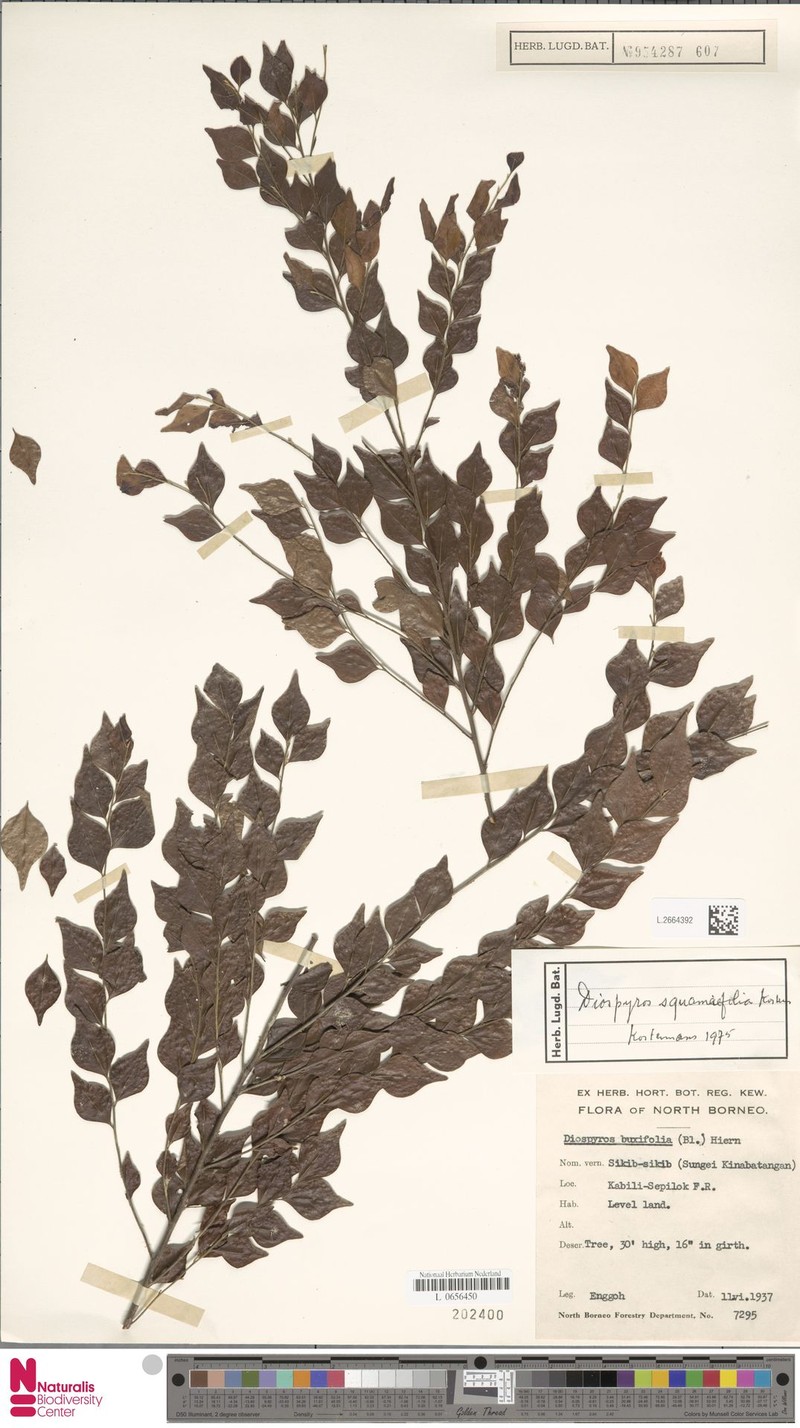 Diospyros squamifolia photo 7