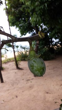 Diospyros squamosa