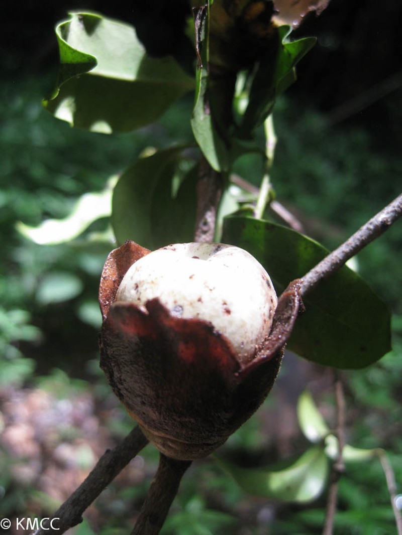 Diospyros squamosa photo 2