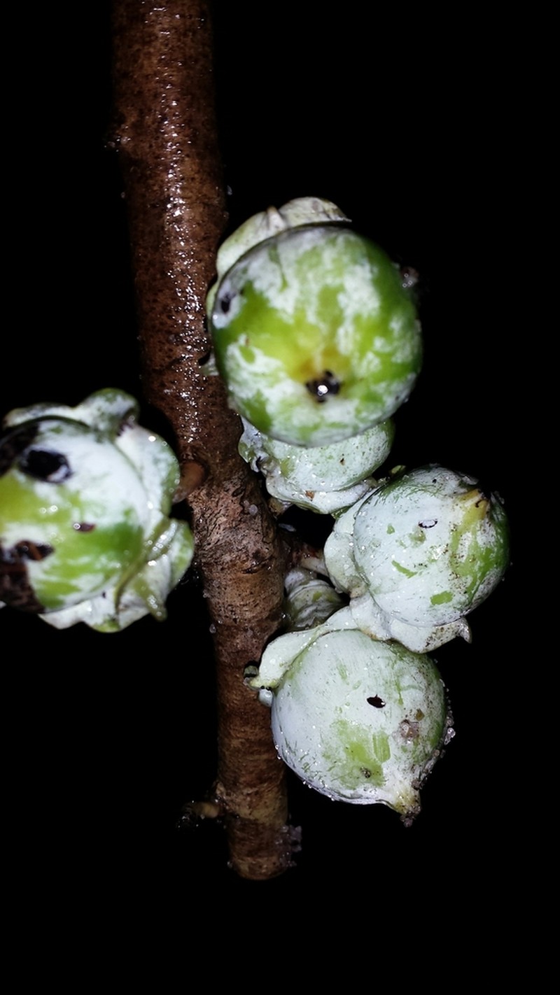 Diospyros squamosa photo 3