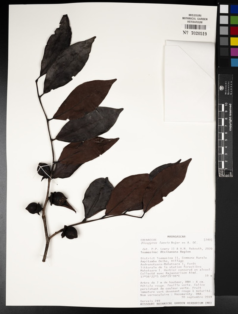 Diospyros squamosa photo 4