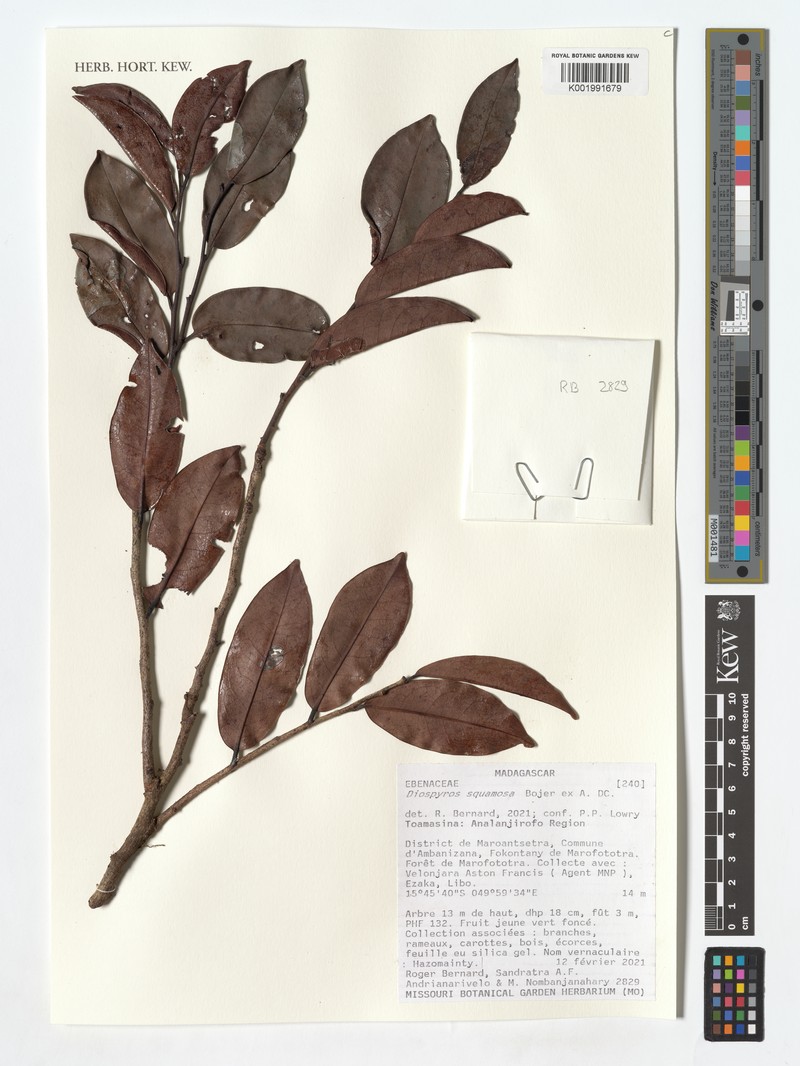 Diospyros squamosa photo 5