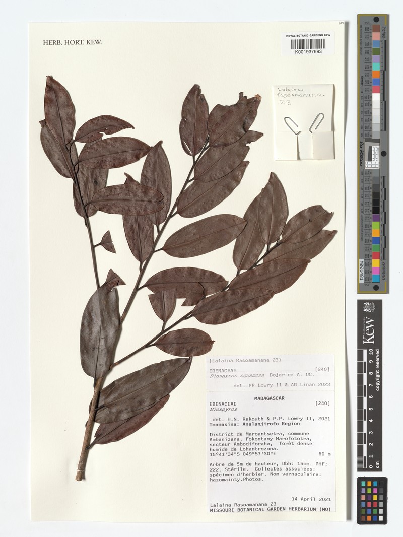Diospyros squamosa photo 6