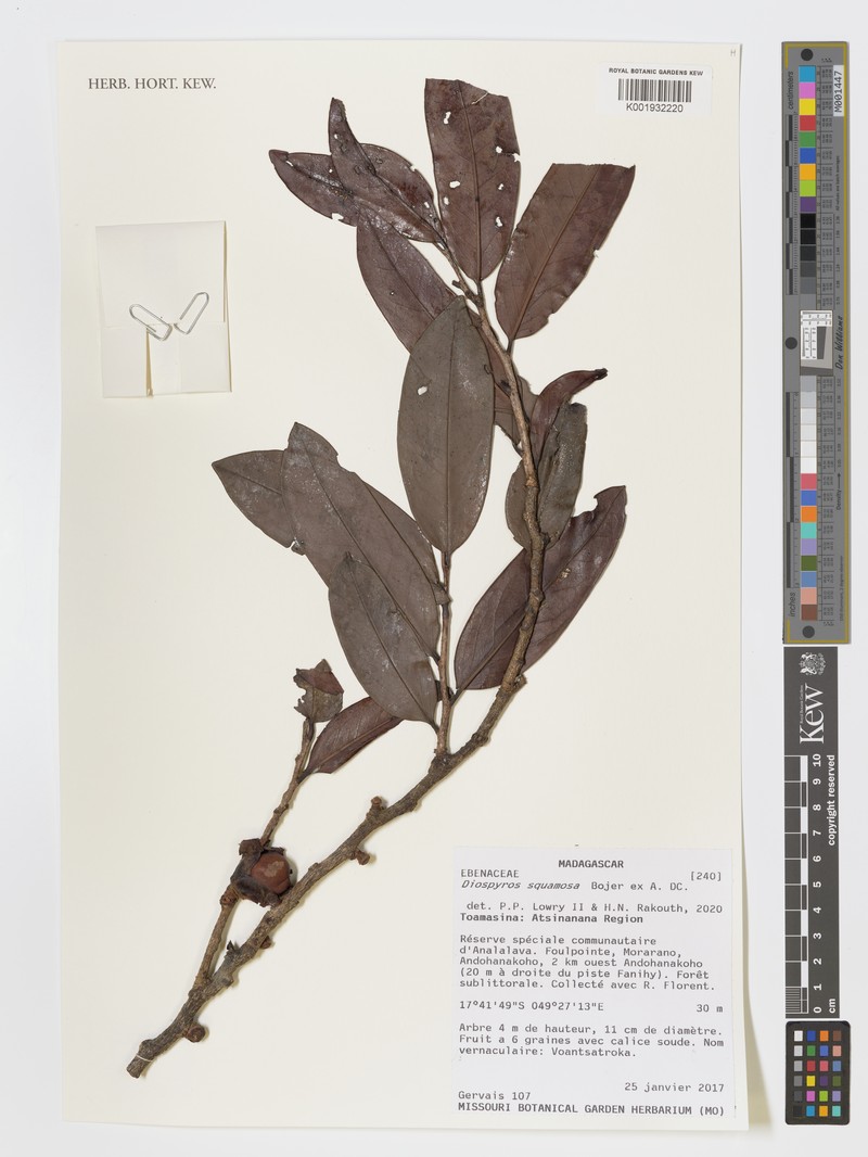 Diospyros squamosa photo 7