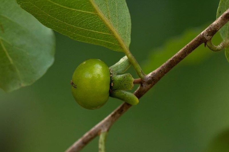 Diospyros squarrosa photo 2
