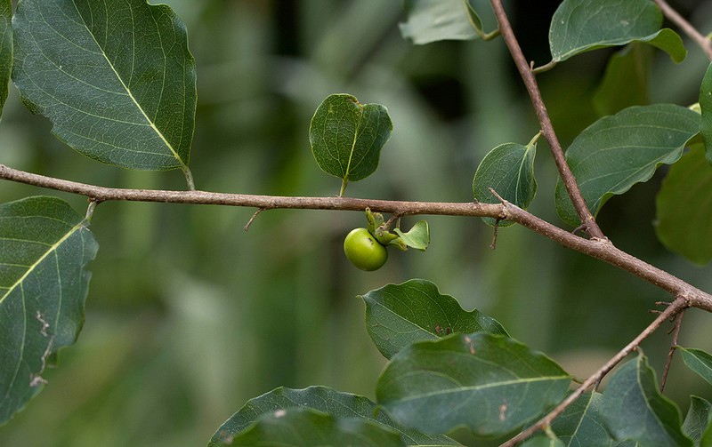 Diospyros squarrosa photo 3