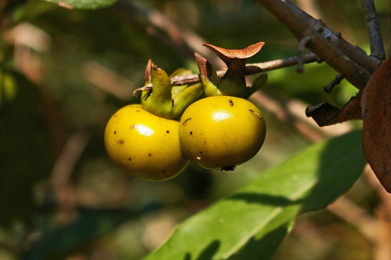 Diospyros squarrosa photo 4