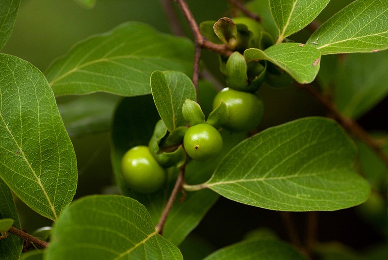 Diospyros squarrosa photo 5