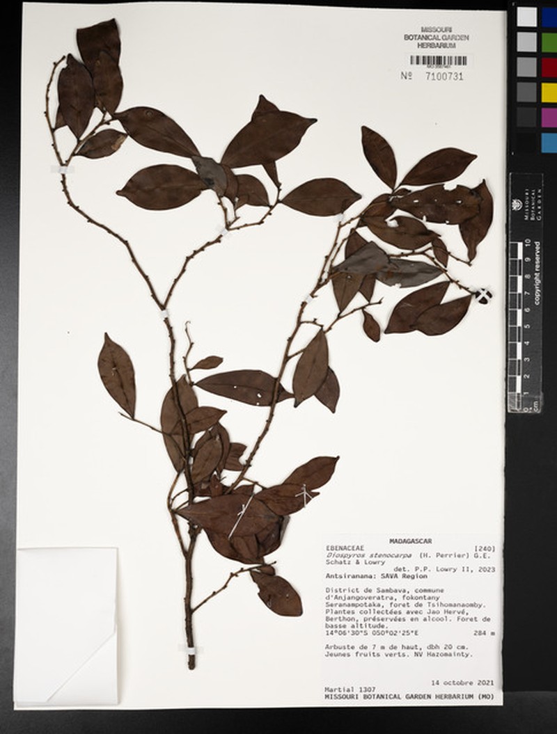Diospyros stenocarpa
