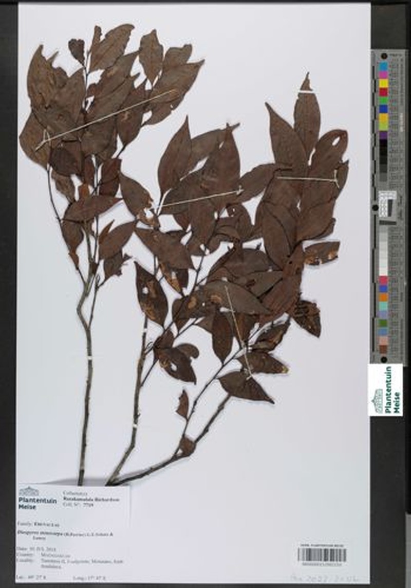 Diospyros stenocarpa photo 2