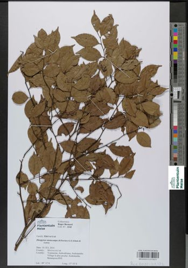 Diospyros stenocarpa photo 3
