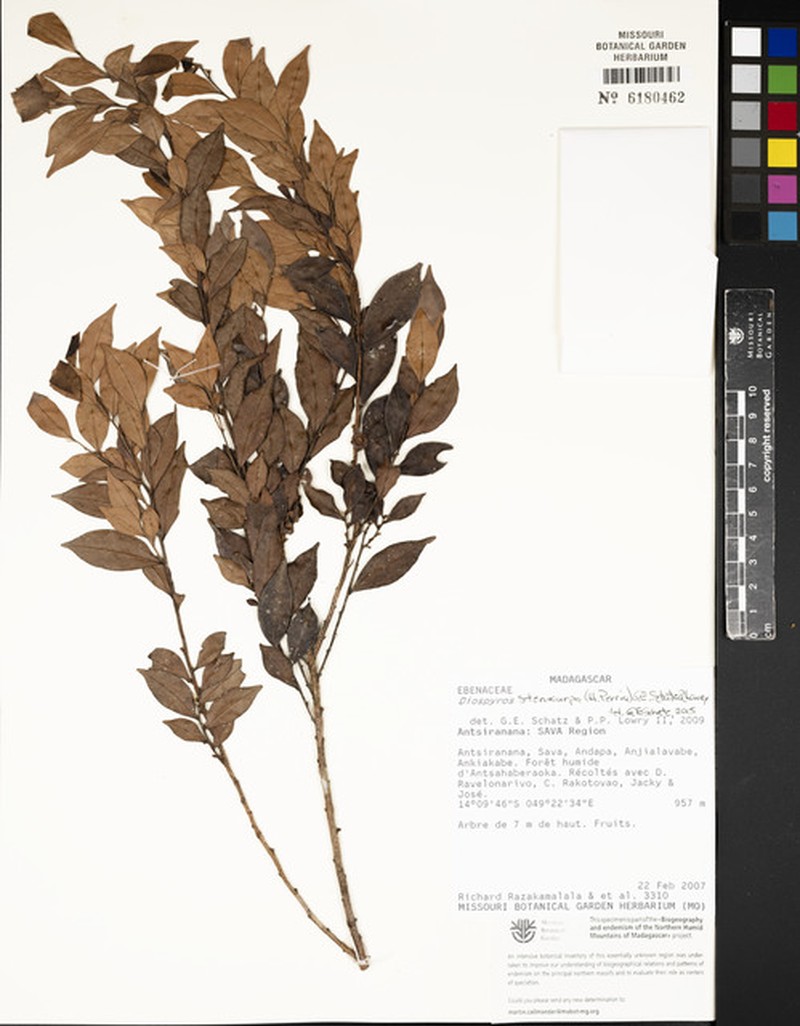 Diospyros stenocarpa photo 4