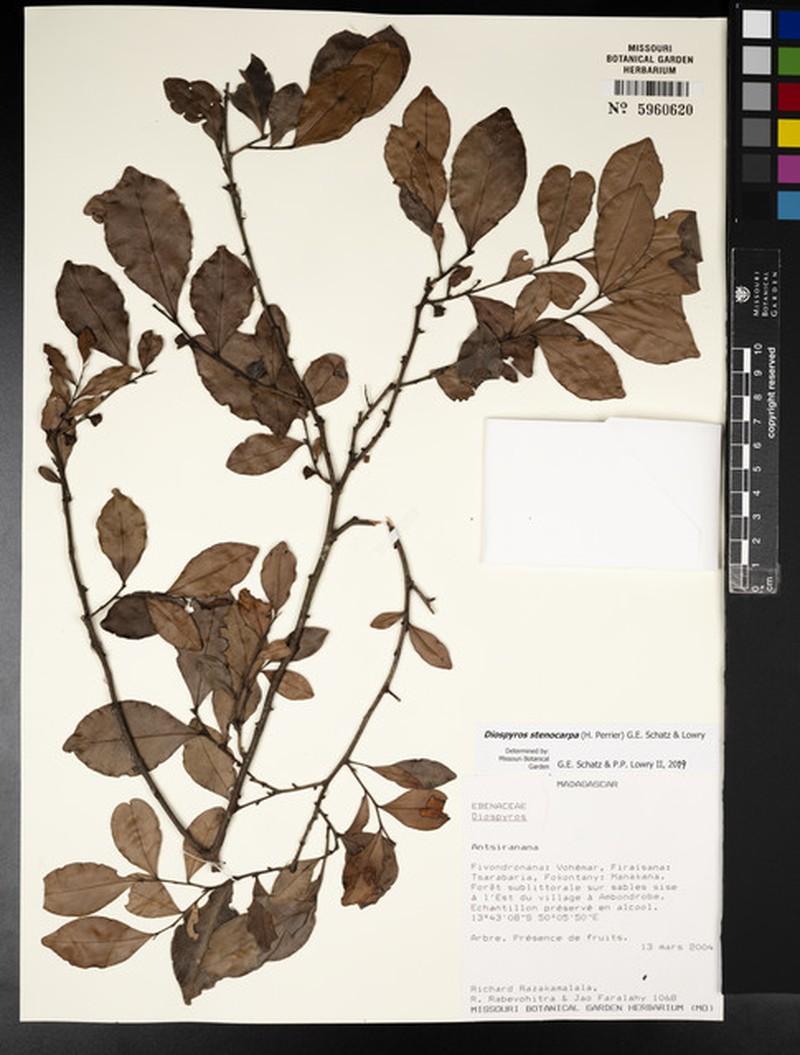 Diospyros stenocarpa photo 5