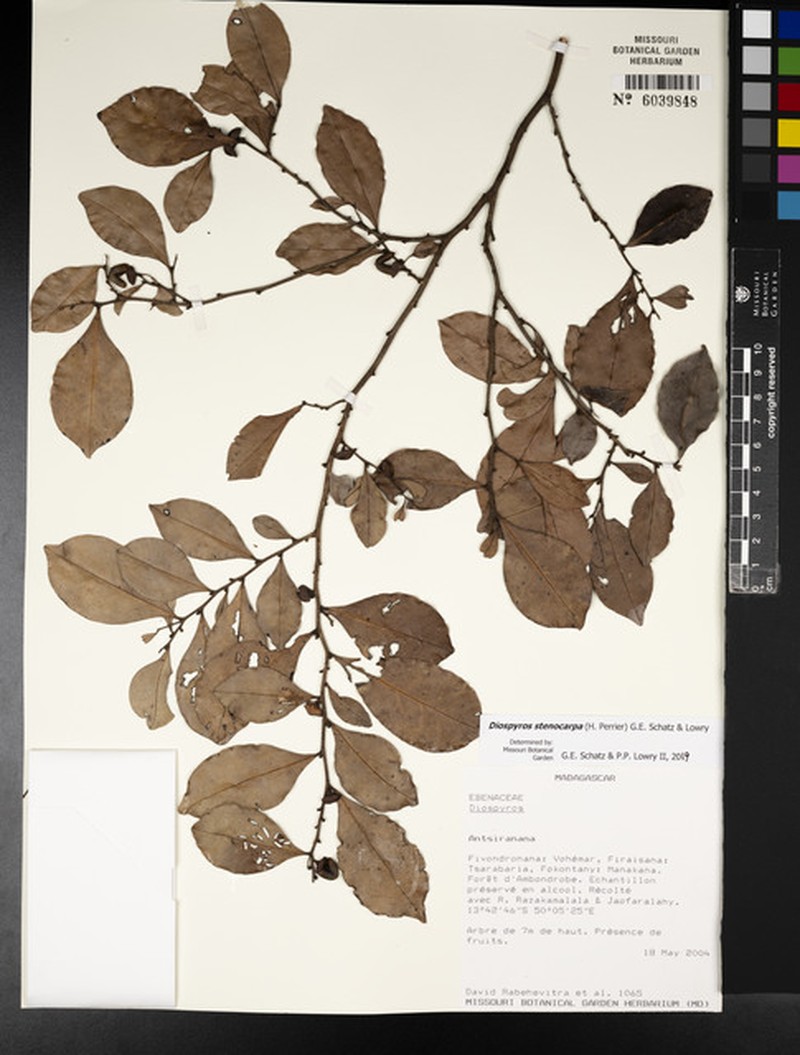 Diospyros stenocarpa photo 6