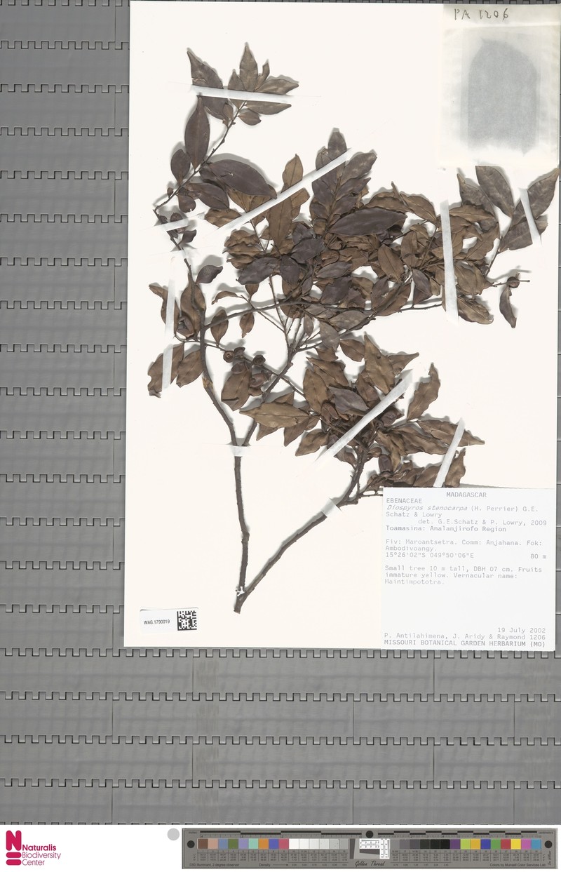 Diospyros stenocarpa photo 7