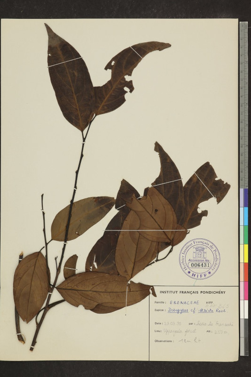 Diospyros stricta