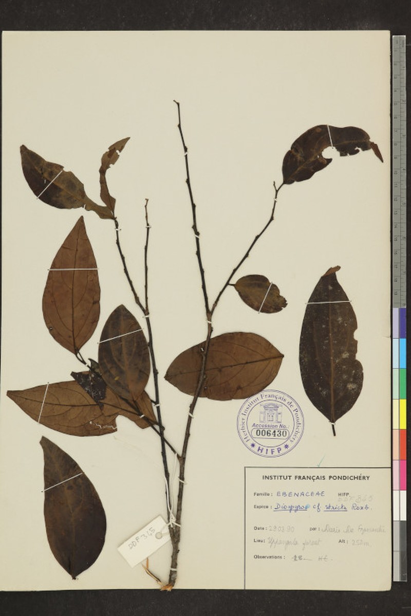 Diospyros stricta photo 2