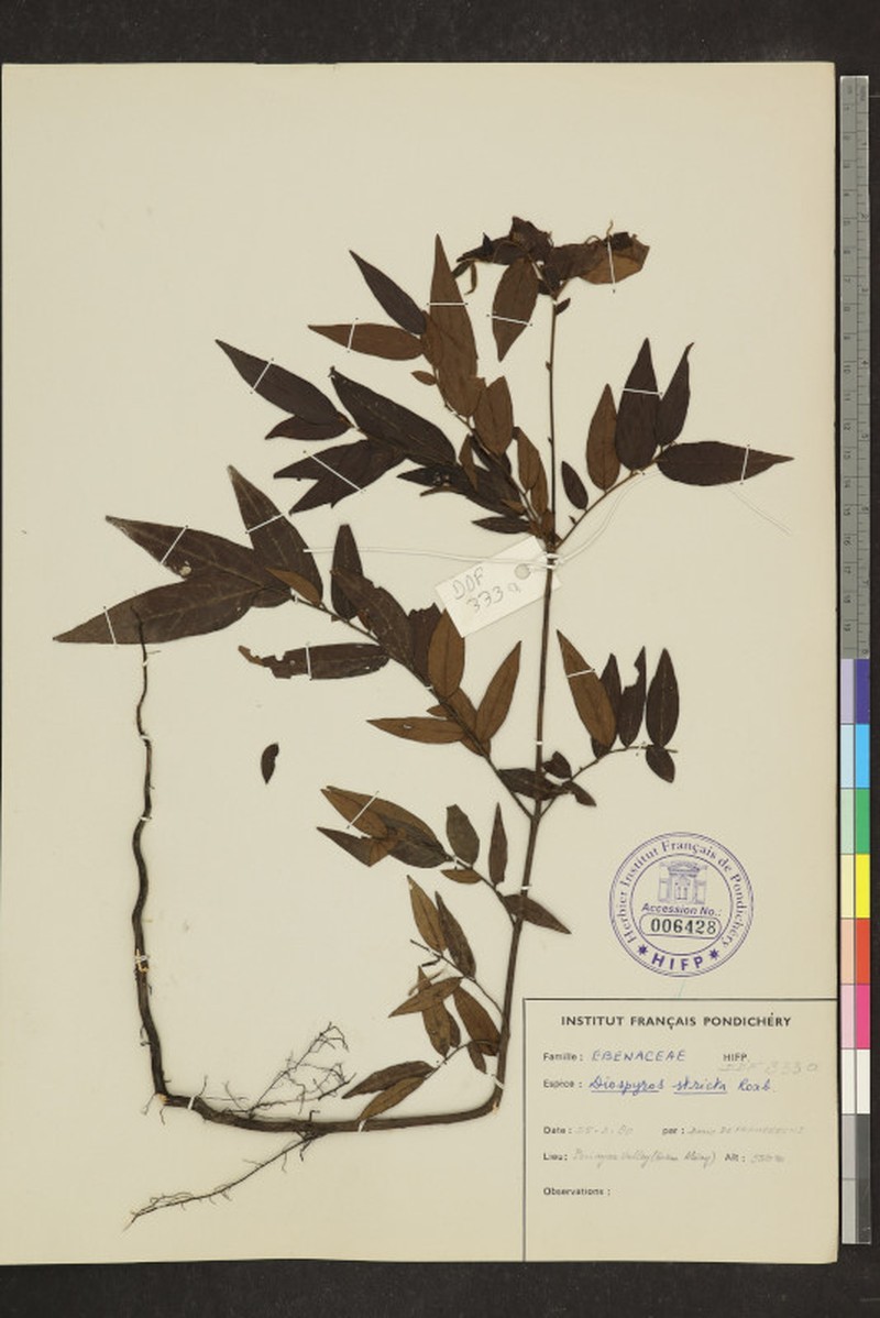 Diospyros stricta photo 3