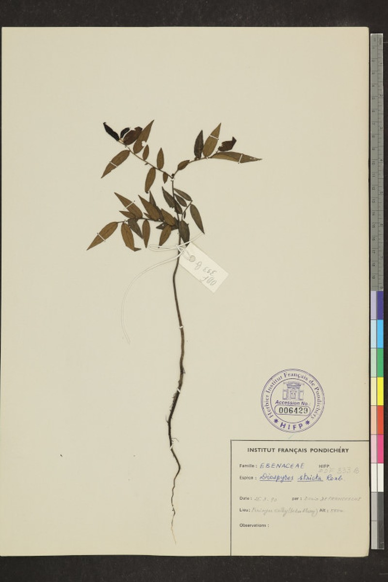 Diospyros stricta photo 4
