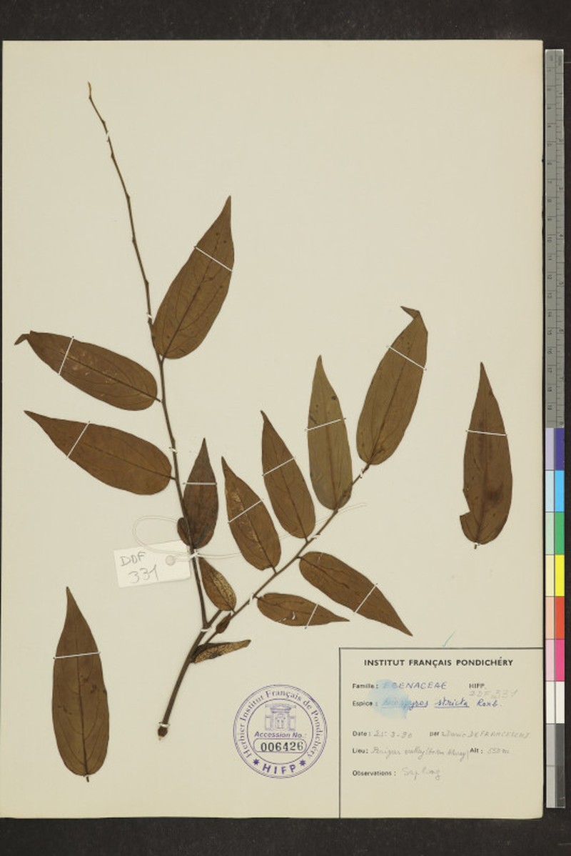 Diospyros stricta photo 5