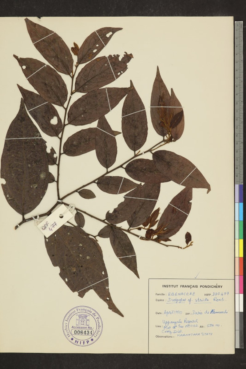 Diospyros stricta photo 6